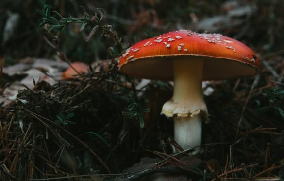 Tips for Using Mushroom Delivery Services Safely