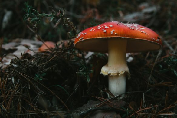 mushroom delivery