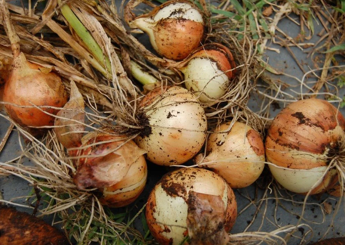 harvesting onion