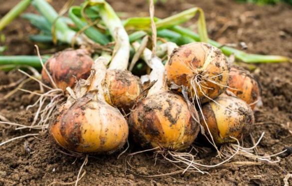 Harvesting Onions: Tips for a Bountiful Crop