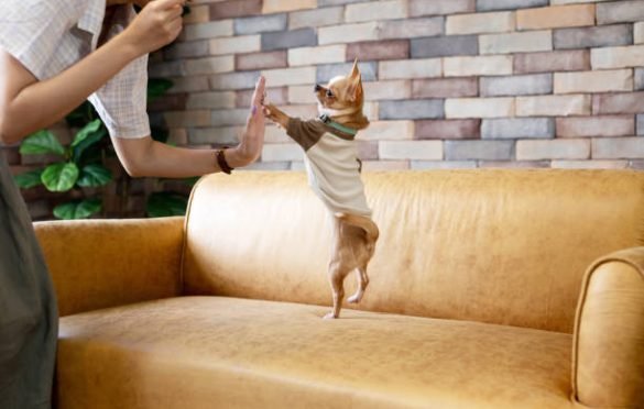 Tailored Tails: A Purr-sonalized Guide to Elevating Pet Style with Chic Pet Apparel